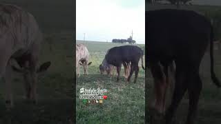 Bezerros 🐮❤️vidanaroçaBezerrosfazenda shorts [upl. by Yeliah143]