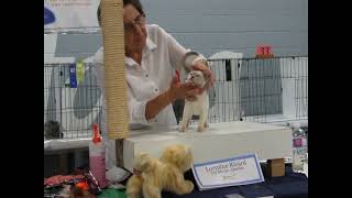 Zanadu Tonkinese Kitten First Show [upl. by Draper85]