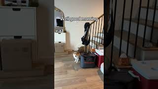 8am stompsAlexis Tofyp fy foryoupage corgi corgisoftiktok Tiktok notrocketraccon [upl. by Ambrosius]