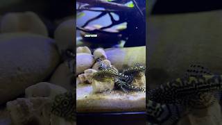 Sewellia lineolata Speedy Catfish Aquarium 💨💨shortvideo aquarium catfish flossensauger [upl. by Dorn740]