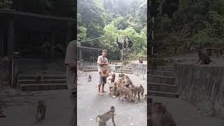 Horas salam lestari 🙏 pecintasatwa monkey wisataalam [upl. by Ynettirb]