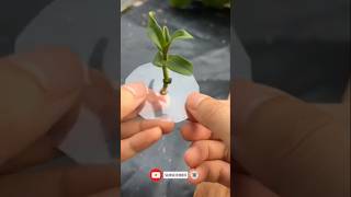 Propagation Plants Cuttings Easily shorts propagate plant cutting youtube [upl. by Semela]