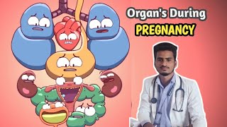 Organs during Pregnancy Period Pregnancy ke douran baaki organs haal pregnancy reproduction [upl. by Ojiram]