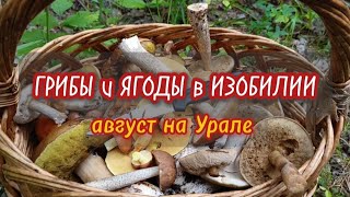 3 часа в Лесу  10 видов Грибов  4 вида Ягод Август на Урале Неожиданные находки и Дары природы [upl. by Hadden561]