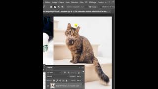 Chat qui miaule  Photoshop miauler shorts chat [upl. by Wickner]