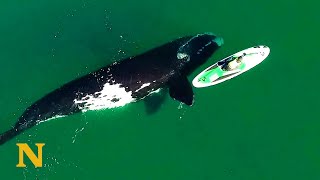 Giant Whale Approaches Unsuspecting Paddle Boarder [upl. by Aratas]