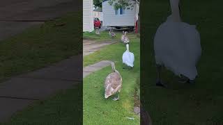 The haven swans at Haggerston Castle [upl. by Kettie]