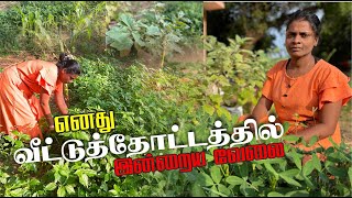 எனது வீட்டுத்தோட்டம் என்ன நிலமையில் இருக்கு பார்ப்போம் வாங்க garden home vegetables [upl. by Lesser]