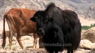 Female yak and cows [upl. by Kearney262]