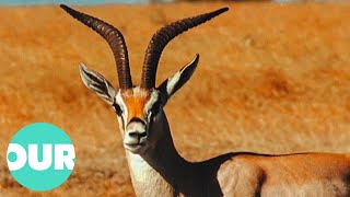 The Antelopes That Inhabit The Great Hunting Grounds Of Africa  Our World [upl. by Norel]