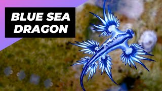 Blue Sea Dragon 🌊 One Of The Most Beautiful Sea Creatures  Glaucus Atlanticus shorts [upl. by Ntisuj]