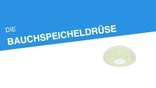 DIE BAUCHSPEICHELDRÜSE  Biologie  Stoffwechselbiologie [upl. by Jere]