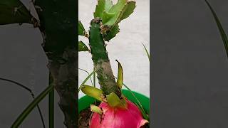 Grow Dragon at Home  Using Aelovera farming plants shorts [upl. by Einobe]