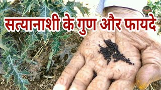 Benefits of satyanashi सत्यानाशी के गुण और फायदे [upl. by Fokos]