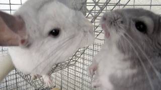 Chinchilla Barking amp Fighting [upl. by Donoghue]