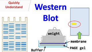 Western blot [upl. by Ahsiekan]