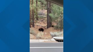 Bears spotted near Tahoe [upl. by Irved]