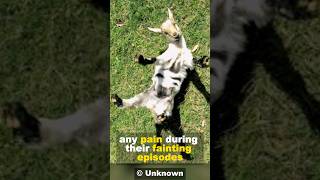 Fainting Goat  The Most Bizarre Goat [upl. by Marillin824]