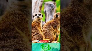 தண்ணீர் குடிக்காத விலங்கு பாலைவனக் கீரி  Meerkats in Tamil meerkat meerkats animals [upl. by Anitirhc]