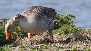 Greylag Goose building a nest [upl. by Cenac]