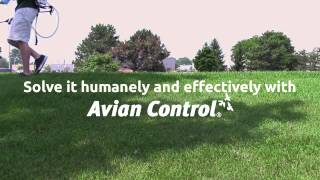 Bird Repellent Commercial Building  NonToxic Chemical Bird Control [upl. by Reiniar]