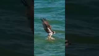 birds ospreys wildlife ospreycam fishing eagles bird osprey youtubeshorts nature reels [upl. by Okechuku]