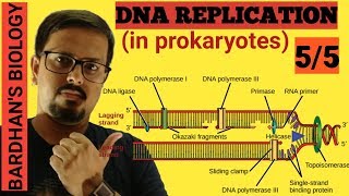 DNA REPLICATION in prokaryotes in HINDI 55 [upl. by Norek]