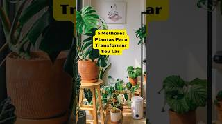 Top 5 Plantas de Interior Para Transformar Seu Lar peperomia zamioculca plantasdeinterior [upl. by Anerul603]