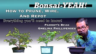 How to Make Bonsai With Nursery Stock  Parrots Beak Gmelina Phillippensis  BonsaiYEAH [upl. by Aibara]