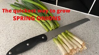 The quickest way to grow spring onions growingspringonions growingscallions growingonions [upl. by Pebrook]