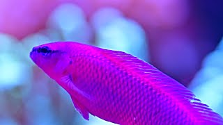 My Orchid dottyback  Pseudochromis fridmani [upl. by Mohl607]