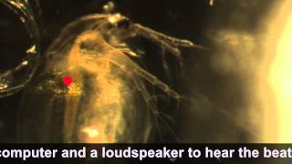 Sound of Daphnia heart beating [upl. by Dde]