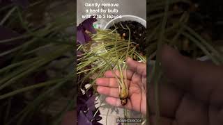 How to propagate oxalis or butterfly plant oxalis plantpropagation shorts shortsfeed [upl. by Sabrina435]