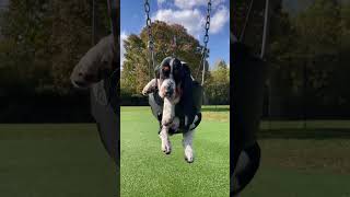 Lazy Sundays 🥰 swinging bassethound puppy playground weekend littlebrother goodboy [upl. by Narcis]