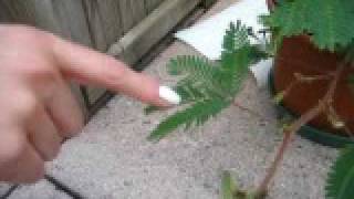 Mimosa Pudica  Pianta sensibile al tatto [upl. by Hwu]