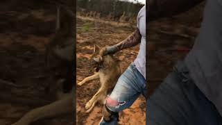 Live Market coyote trapping trapper [upl. by Annazor30]