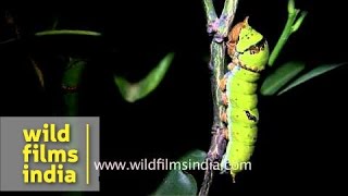 Caterpillar  Papilio demoleus [upl. by Anerol]