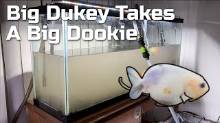 Cleaning my FILTHY goldfish tanks  Starring Big Dukeys Dookie Alongside a Lil Dumpy [upl. by Noslen365]