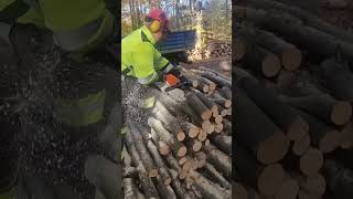 Firewood in Forest Stihl MS 362  Stihl Rapid Duro [upl. by Terrance]