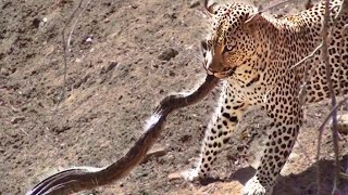 Leopard Attacks Python in Kruger [upl. by Regnij953]