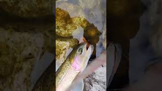 休日 Big catch tenkara fishing 釣り 毛鉤 fly 毛鉤 大漁 tenkara [upl. by Alih]