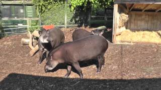 Brazilian Tapirs Bristol Zoo Gardens 23rd May 2012 [upl. by Ocirnor]