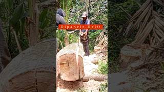 Chainsaw  Senso Kecil Part 309 sniperpaytren paytrenciwiru paytren [upl. by Nnylamme601]