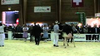 Expo Bulle 2011 HolsteinChampionnat jung [upl. by Aihsetel835]