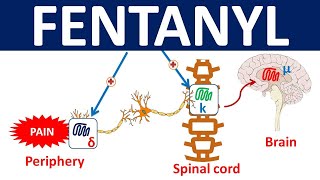 Fentanyl  Mechanism precautions side effects amp uses [upl. by Rumpf]