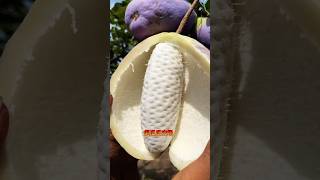 Beautiful and sugar fruit viralvideo trending fruit fruitcutting shorts satisfying india [upl. by Notanhoj837]