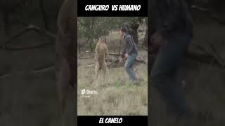 CANGURO VS HUMANO ¿Quién ganará en una pelea [upl. by Sobmalarah27]