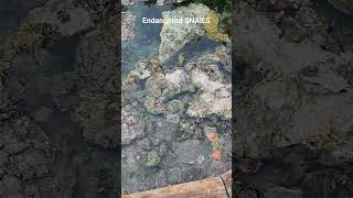 Endangered SNAILS of Sulphur Mountains Alberta Banff banffcanada canada explained by Staff cave [upl. by Sharity]