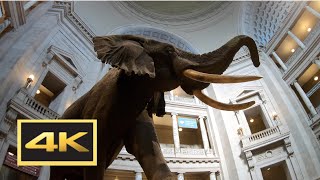 Natural History Museum New Dinosaur Exhibit Walking Tour in 4K  Washington DC [upl. by Marjorie]