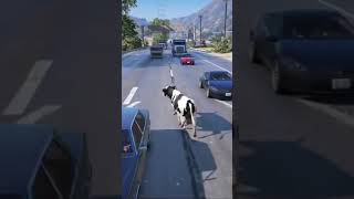 COW HIT BY BUS [upl. by Parthenia]